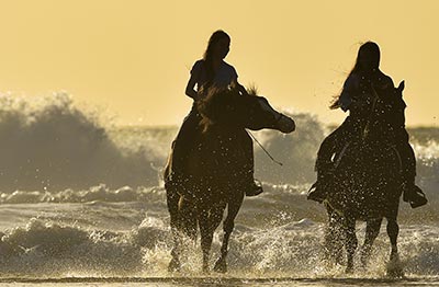 Horses on the beach